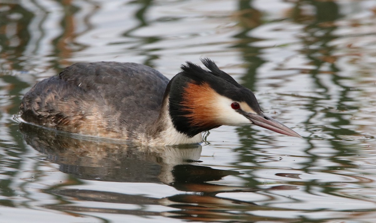 Great Crested Grebe - ML68459121