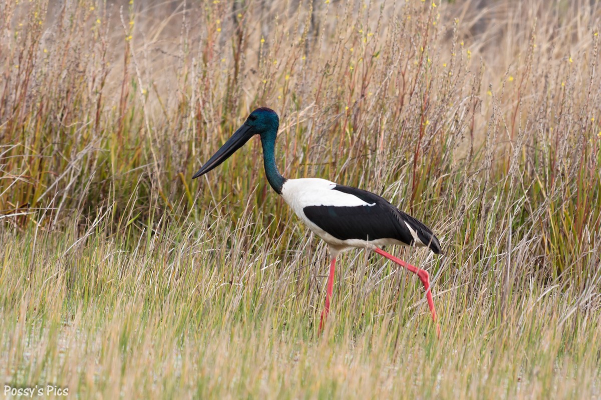 Black-necked Stork - Graham Possingham