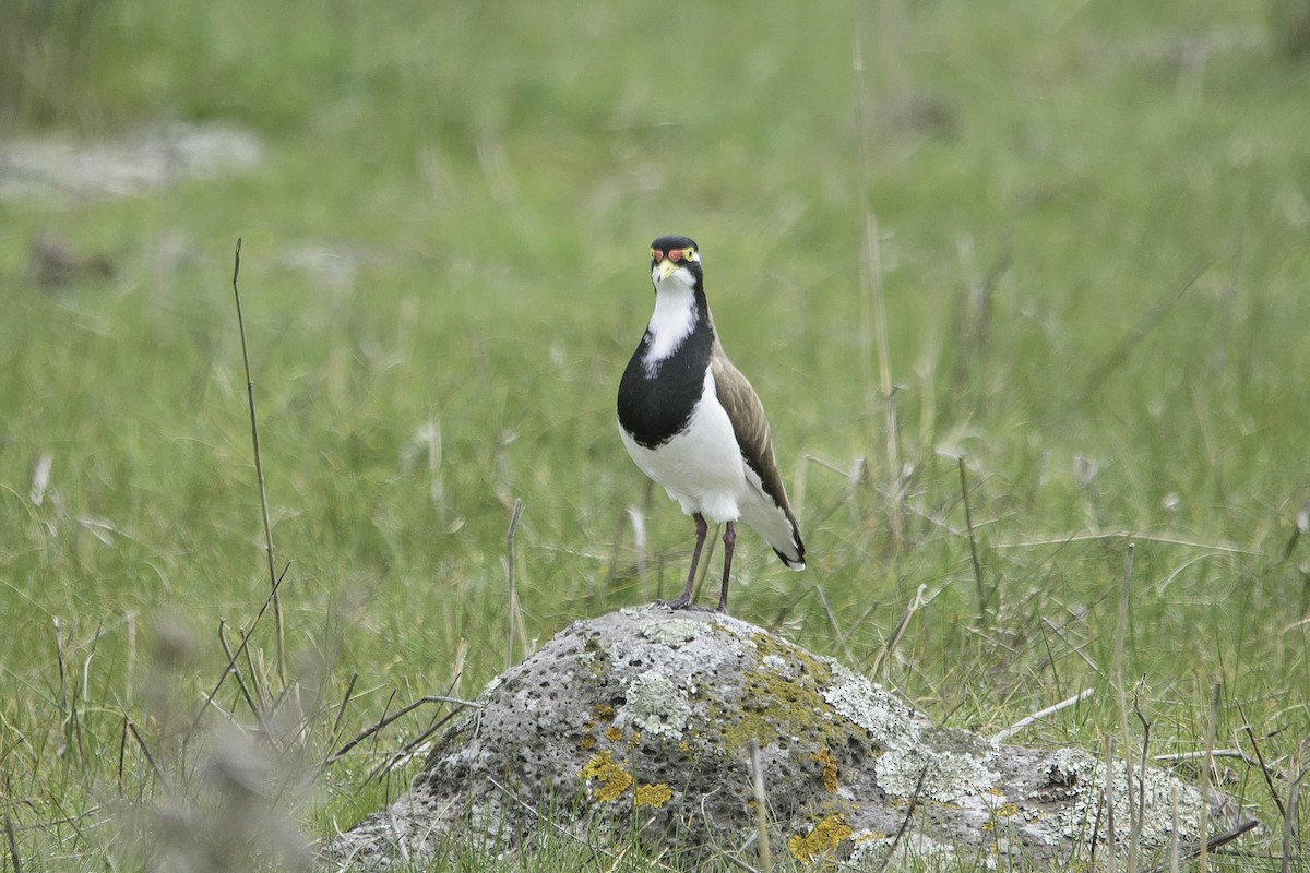 Banded Lapwing - Adam Fry