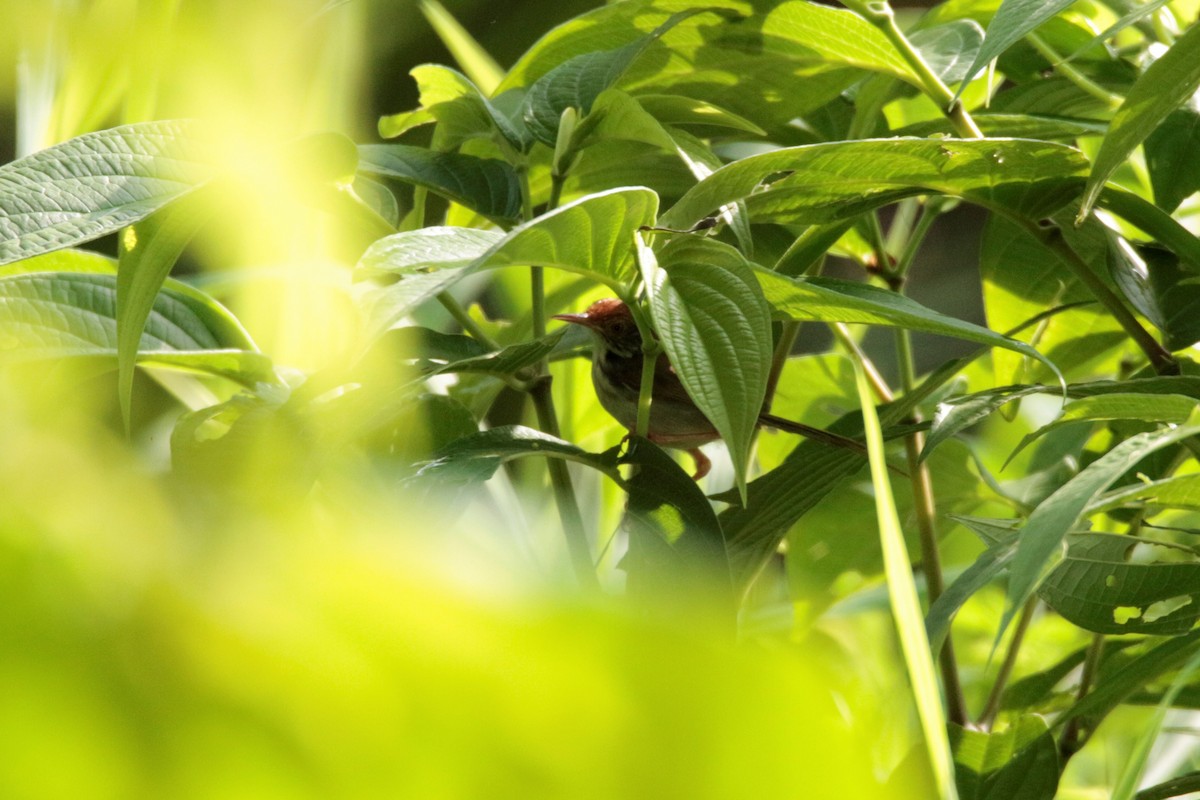 Common Tailorbird - Fadzrun A.