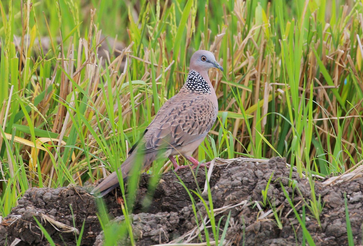 Spotted Dove - ML68461681