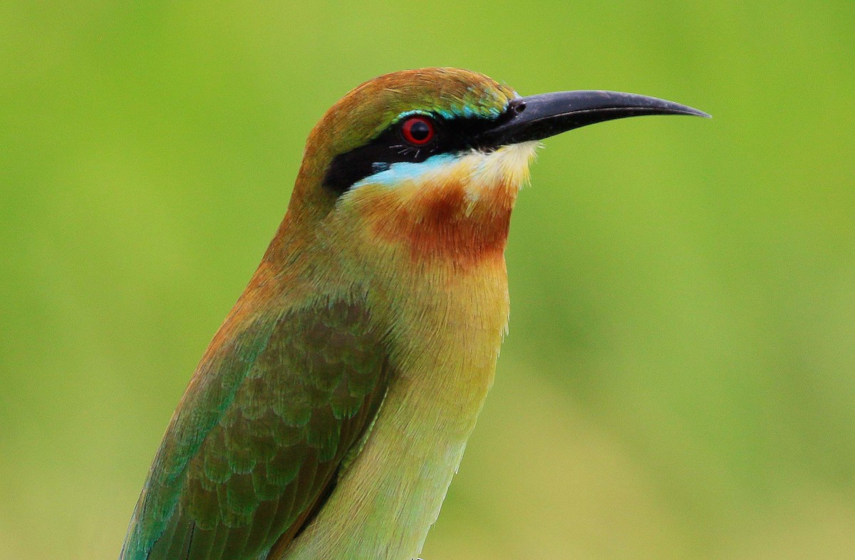 Blue-tailed Bee-eater - ML68461731