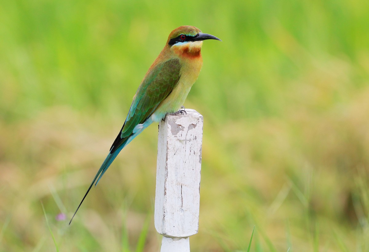 Blue-tailed Bee-eater - ML68461741
