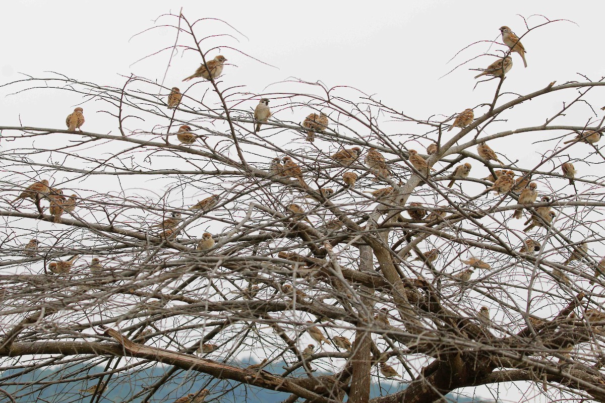 Eurasian Tree Sparrow - Neoh Hor Kee
