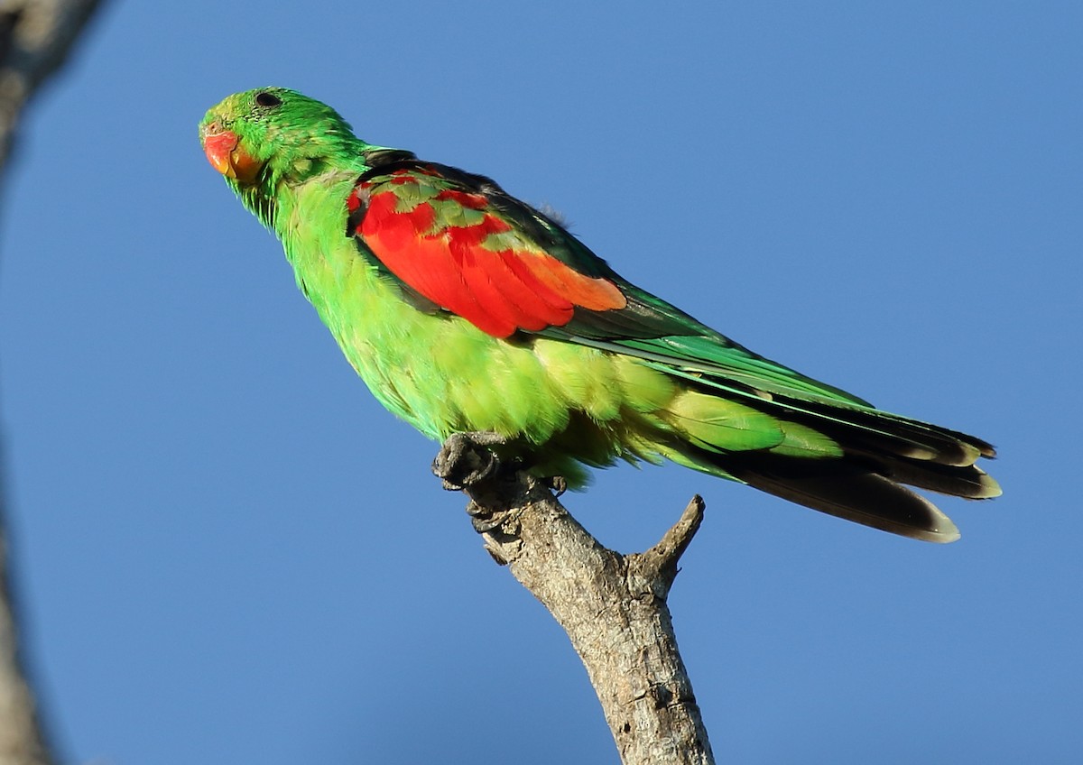 Red-winged Parrot - Michael Rutkowski