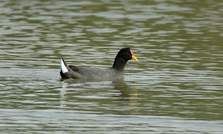 Red-fronted Coot - ML68462671