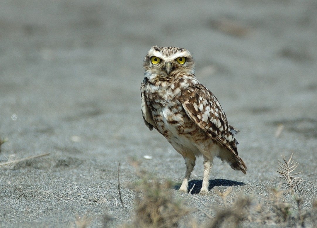 Burrowing Owl - ML68463791