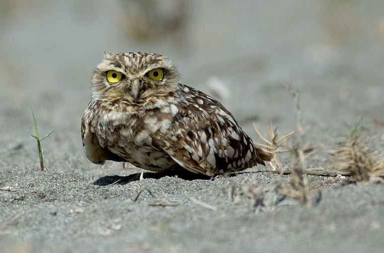 Burrowing Owl - ML68463811