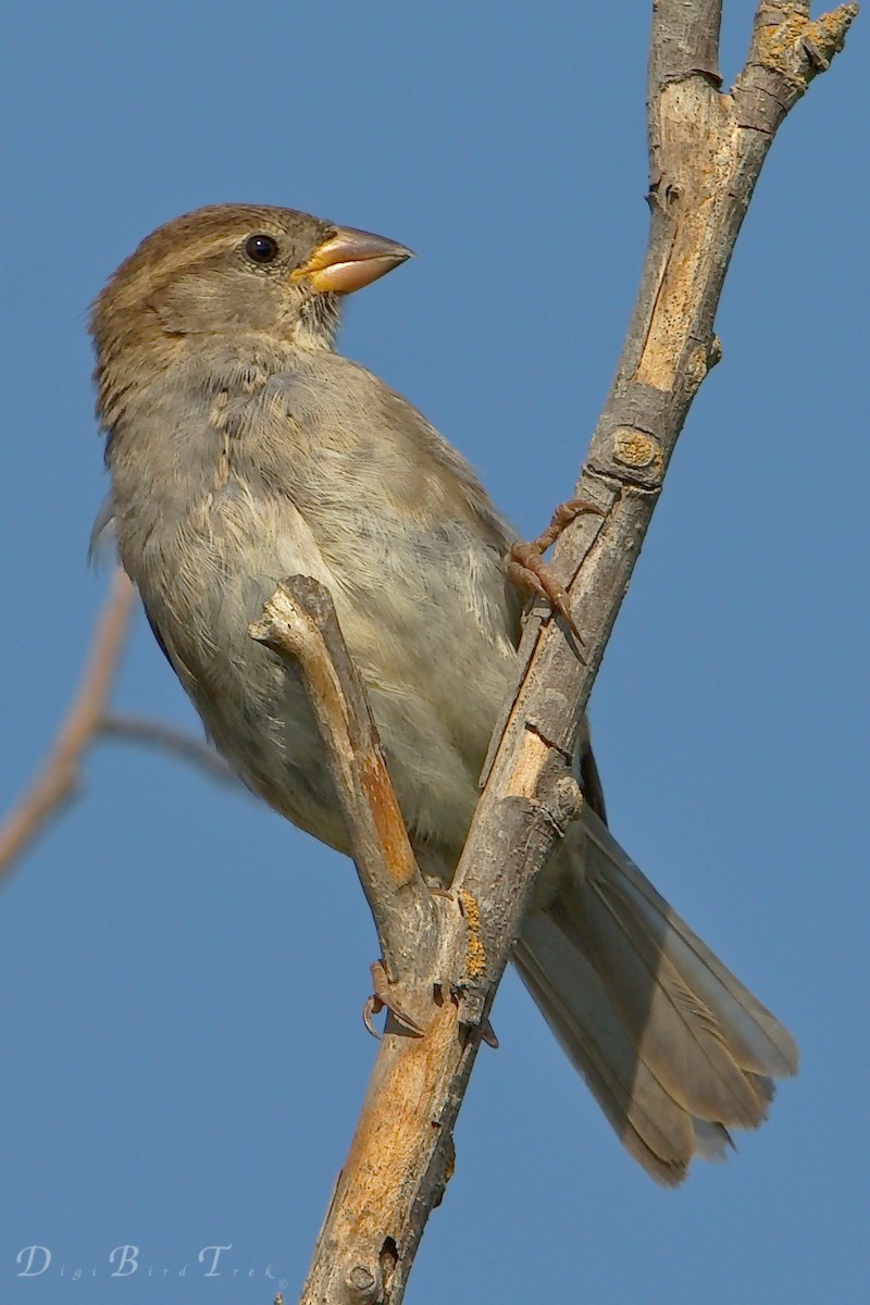 House Sparrow - DigiBirdTrek CA