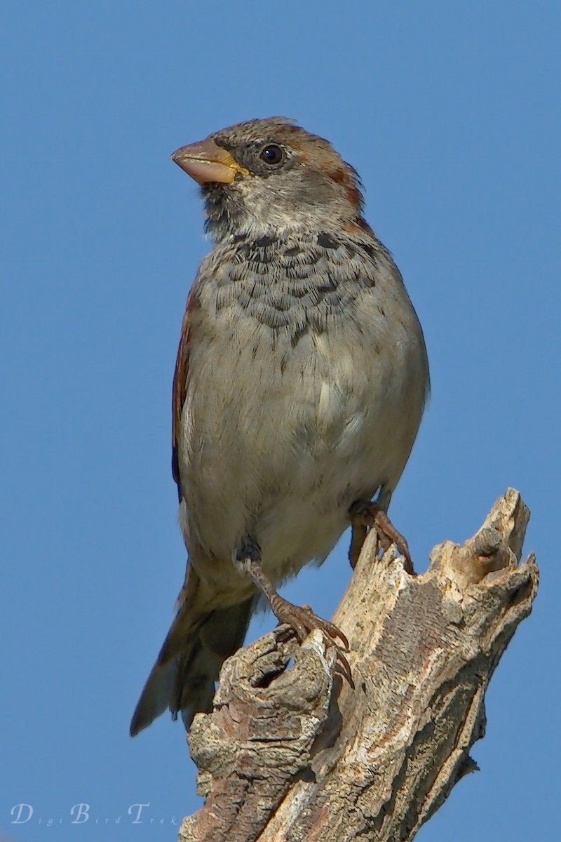 House Sparrow - DigiBirdTrek CA
