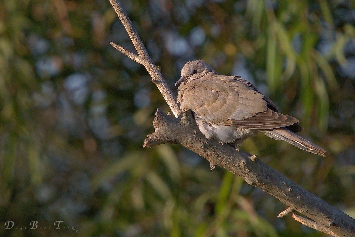 Eurasian Collared-Dove - DigiBirdTrek CA