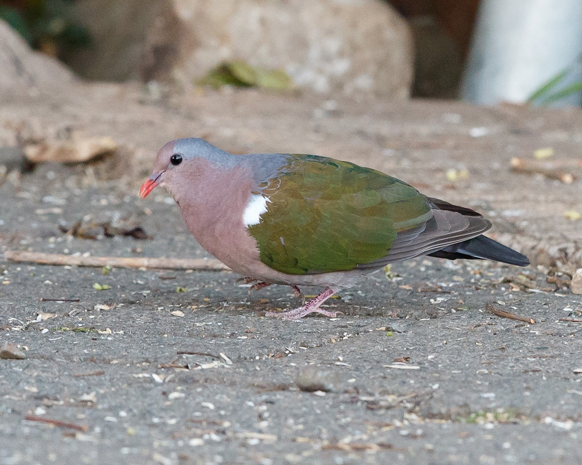 Pacific Emerald Dove - Jeff Stacey