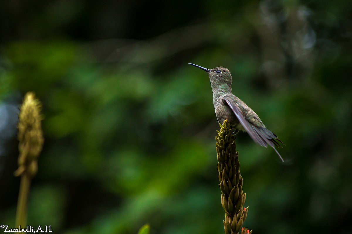 Sombre Hummingbird - André  Zambolli