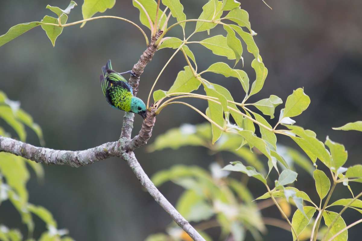 Green-headed Tanager - André  Zambolli