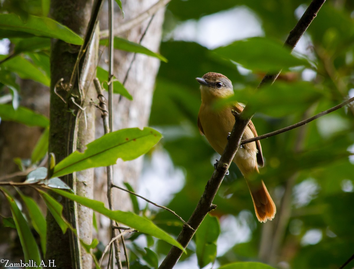 Chestnut-crowned Becard - André  Zambolli