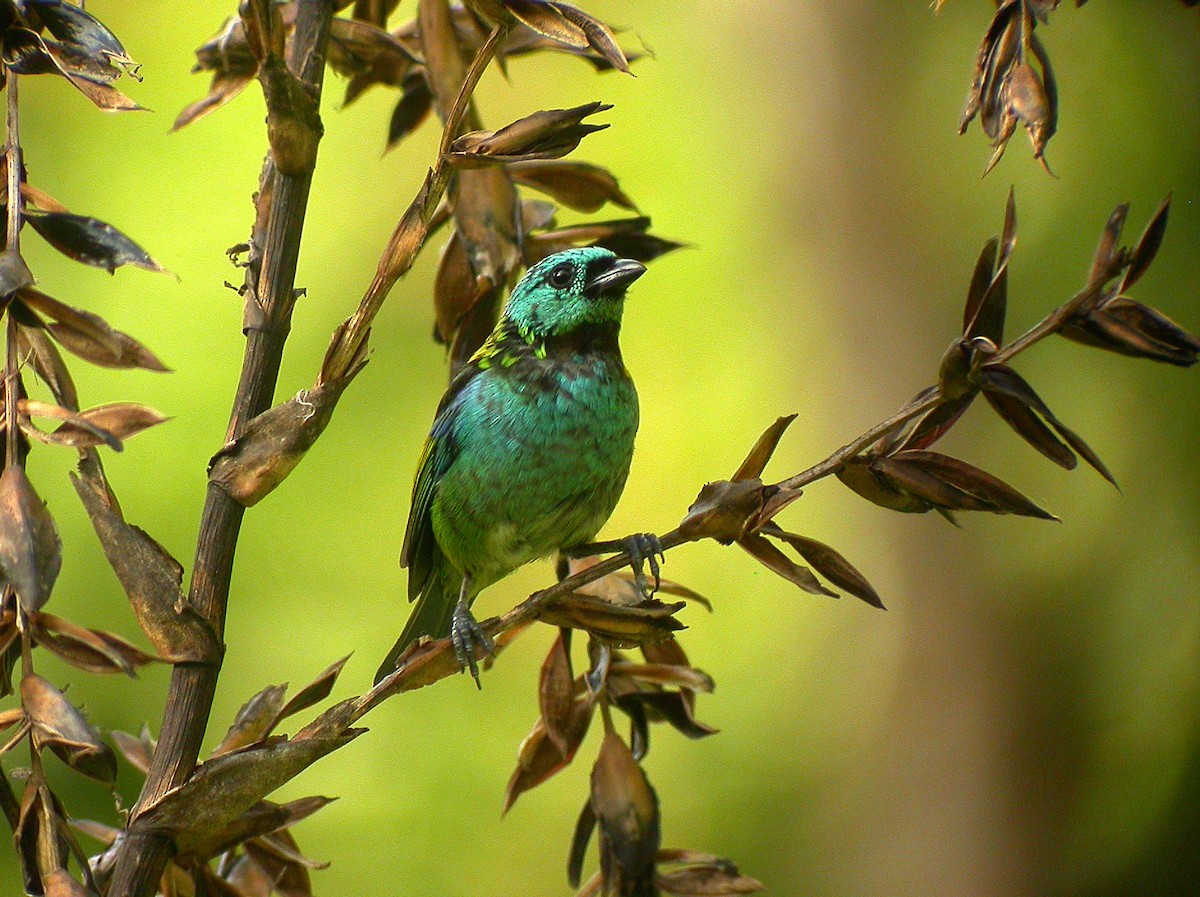 Green-headed Tanager - ML68479391