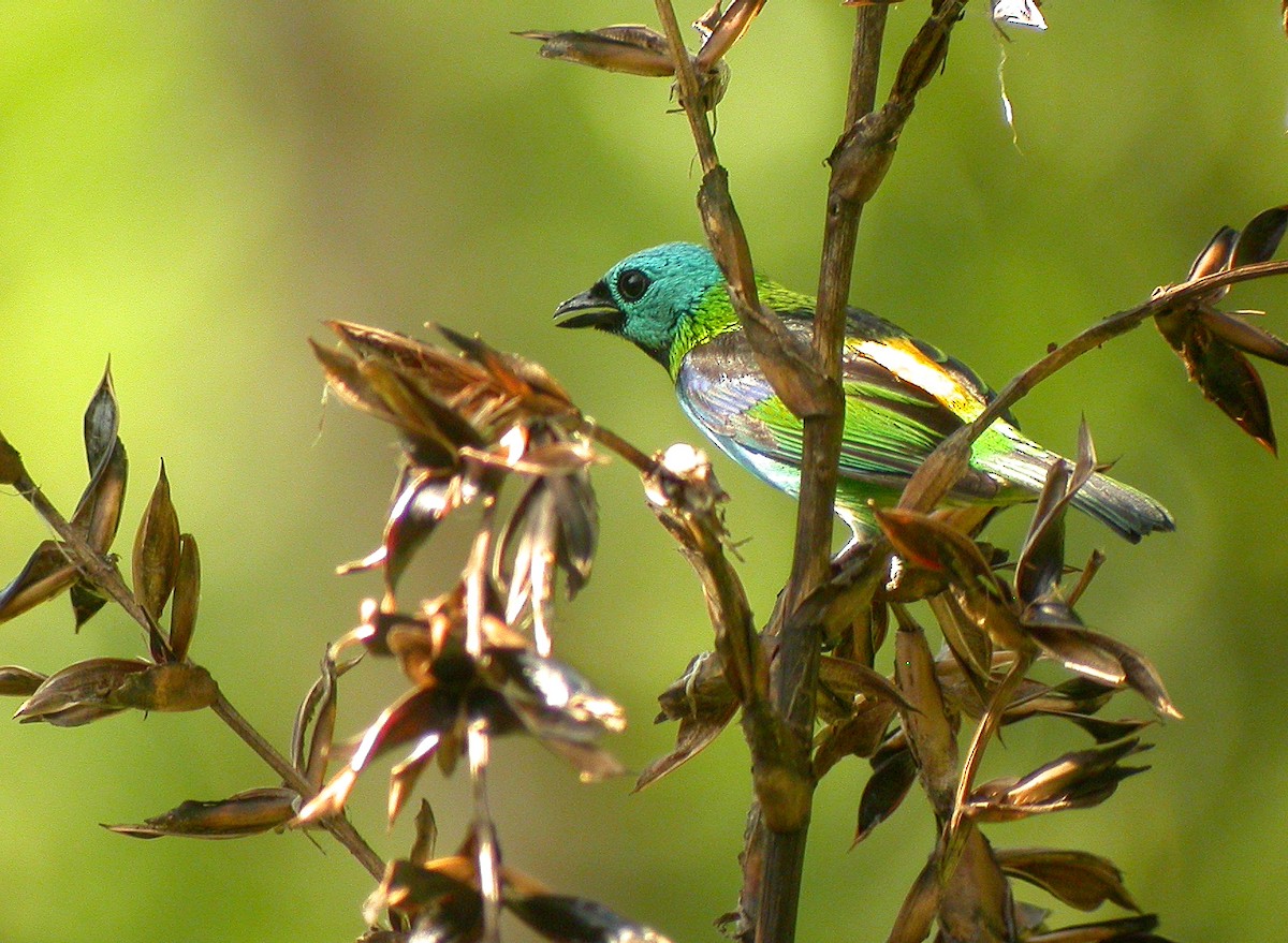 Green-headed Tanager - ML68479441