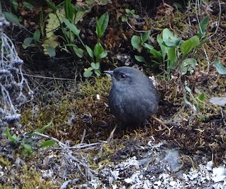  - Puna Tapaculo