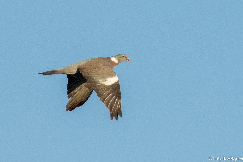 Common Wood-Pigeon - Luis Rodrigues