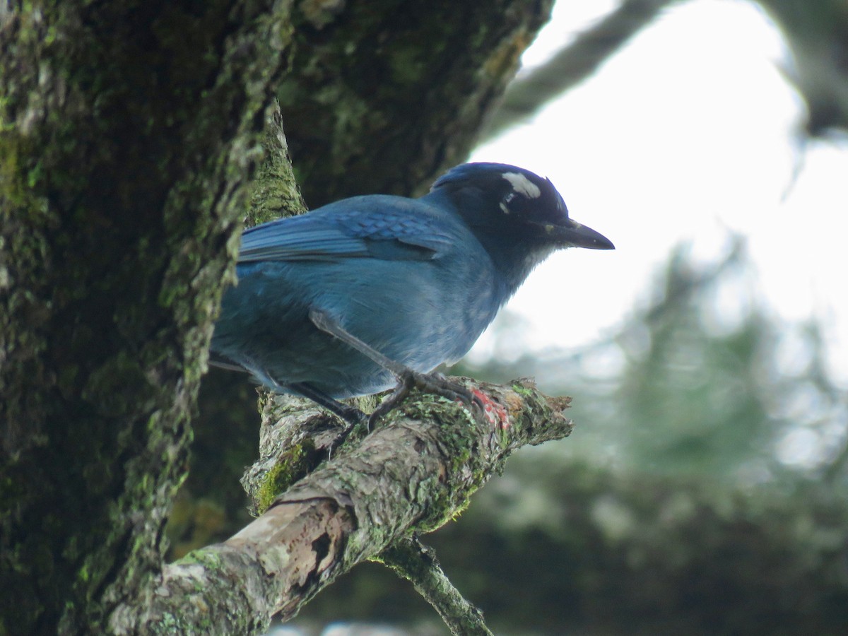 Steller's Jay (Middle American) - ML68485991