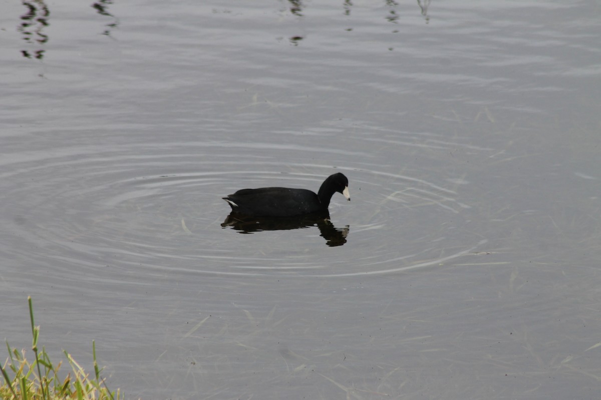 American Coot (Red-shielded) - Jon. Anderson