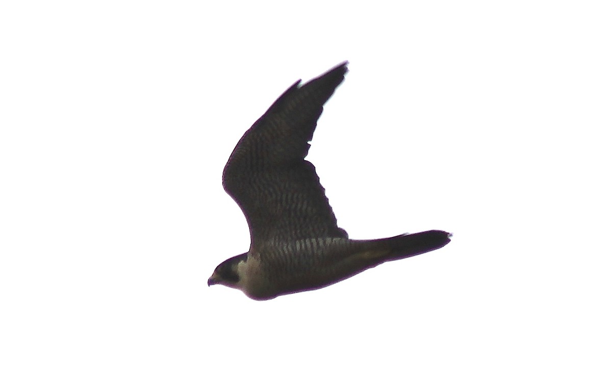 Peregrine Falcon (Peale's) - Jon. Anderson