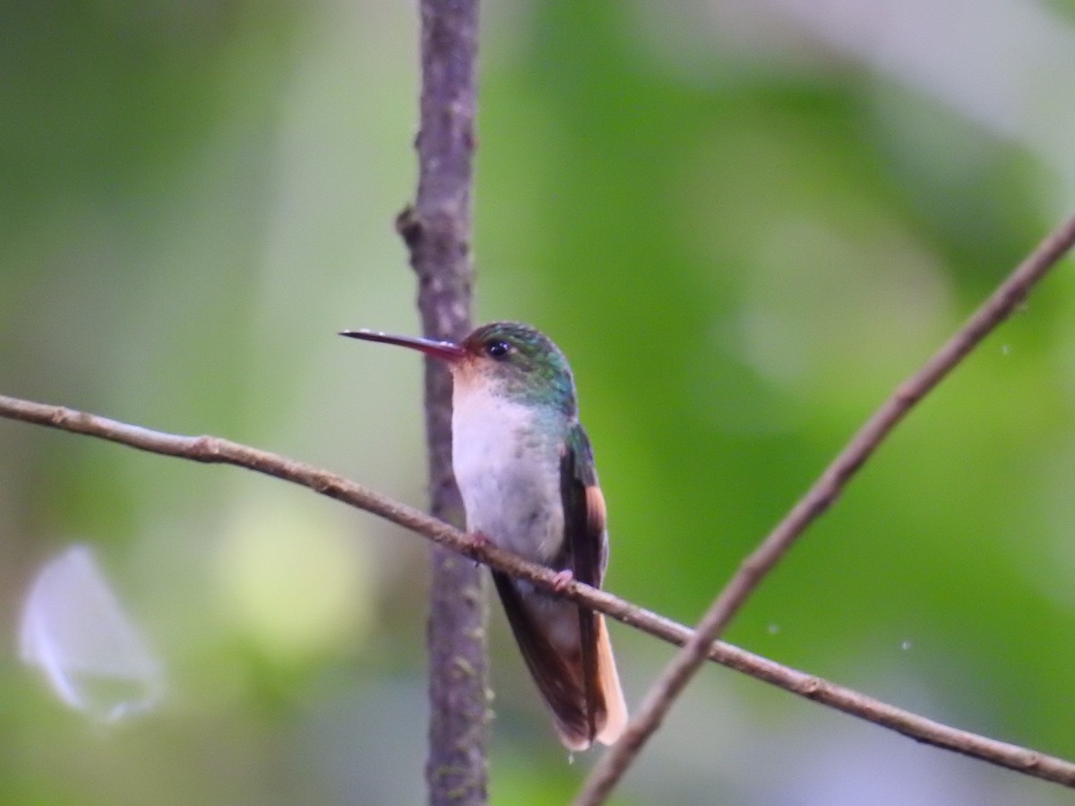 Pirre Hummingbird - ML68488741