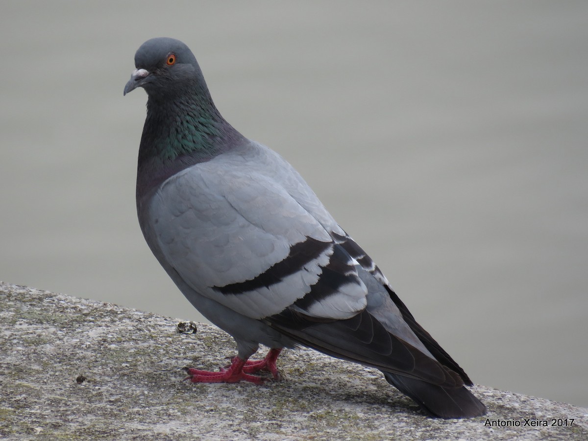 Rock Pigeon (Feral Pigeon) - Antonio Xeira