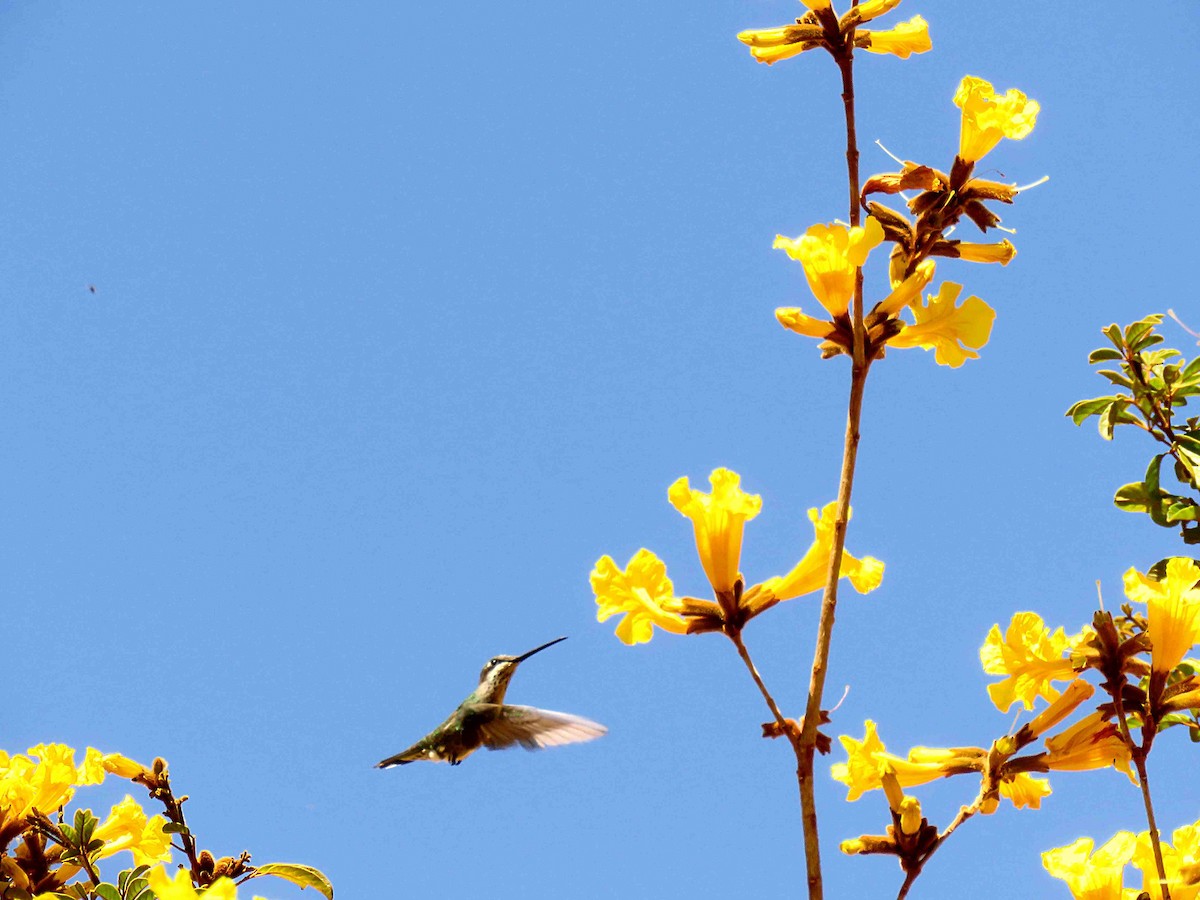 kolibřík fialovolímcový - ML68491071