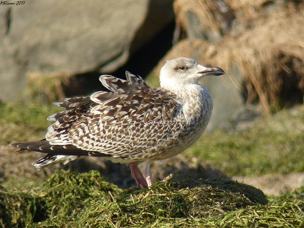 Great Black-backed Gull - Micheline Bisson