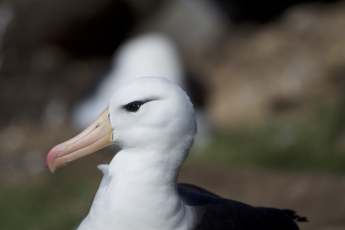 Black-browed Albatross (Black-browed) - Jean Broadhvest