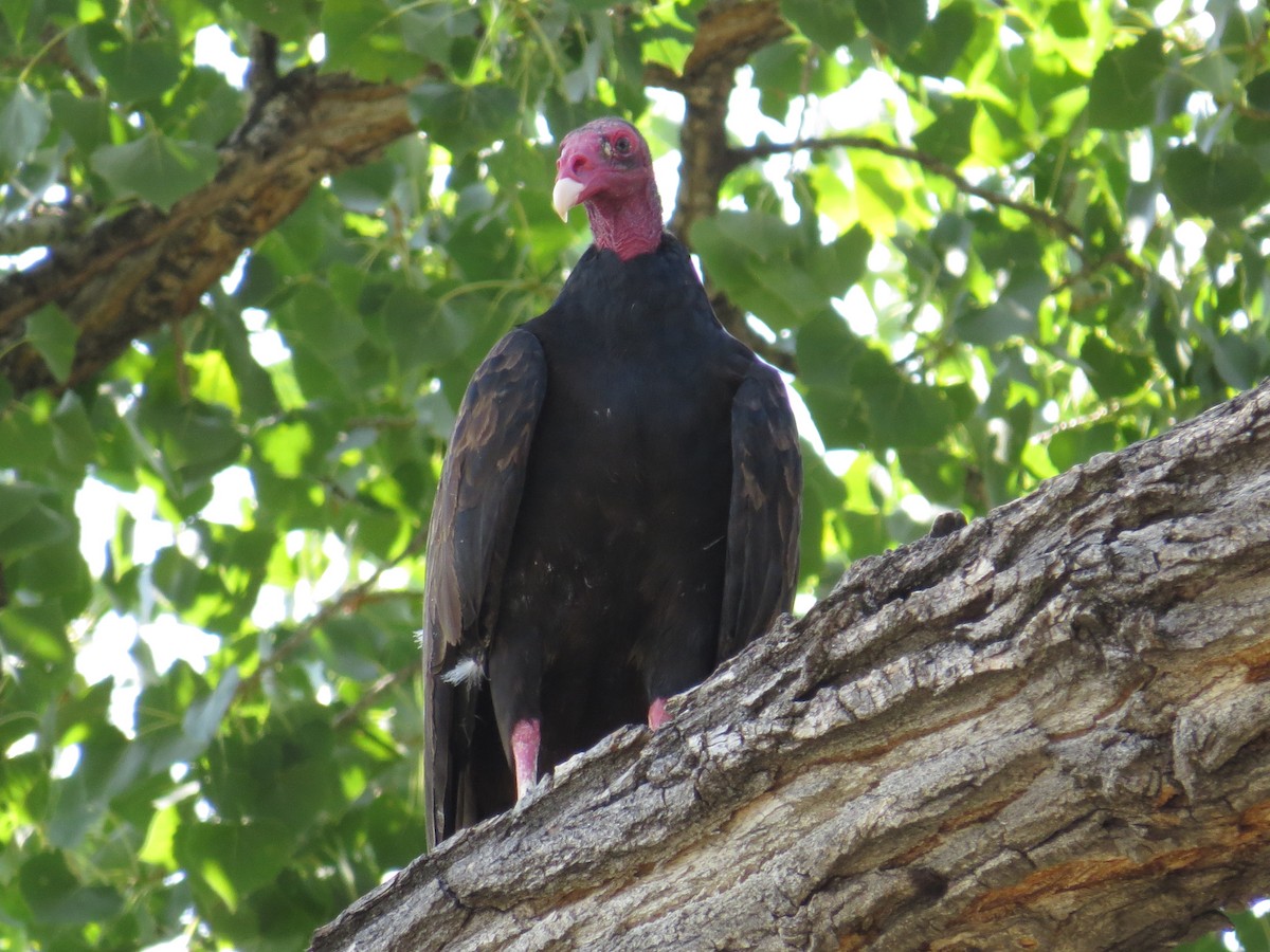 Turkey Vulture - ML68496191