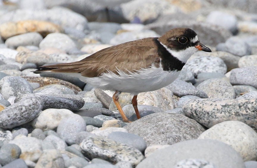 Semipalmated Plover - Mark Dennis