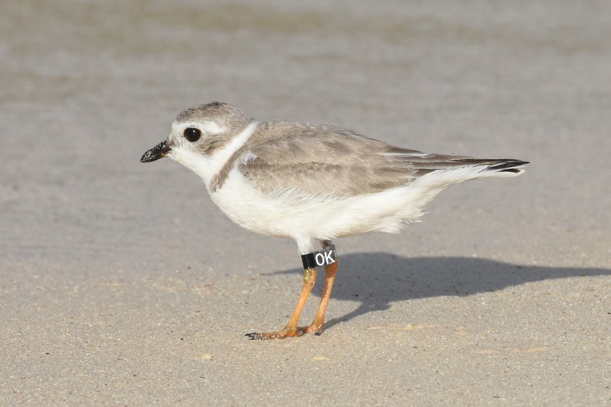 Piping Plover - Andrew Dobson