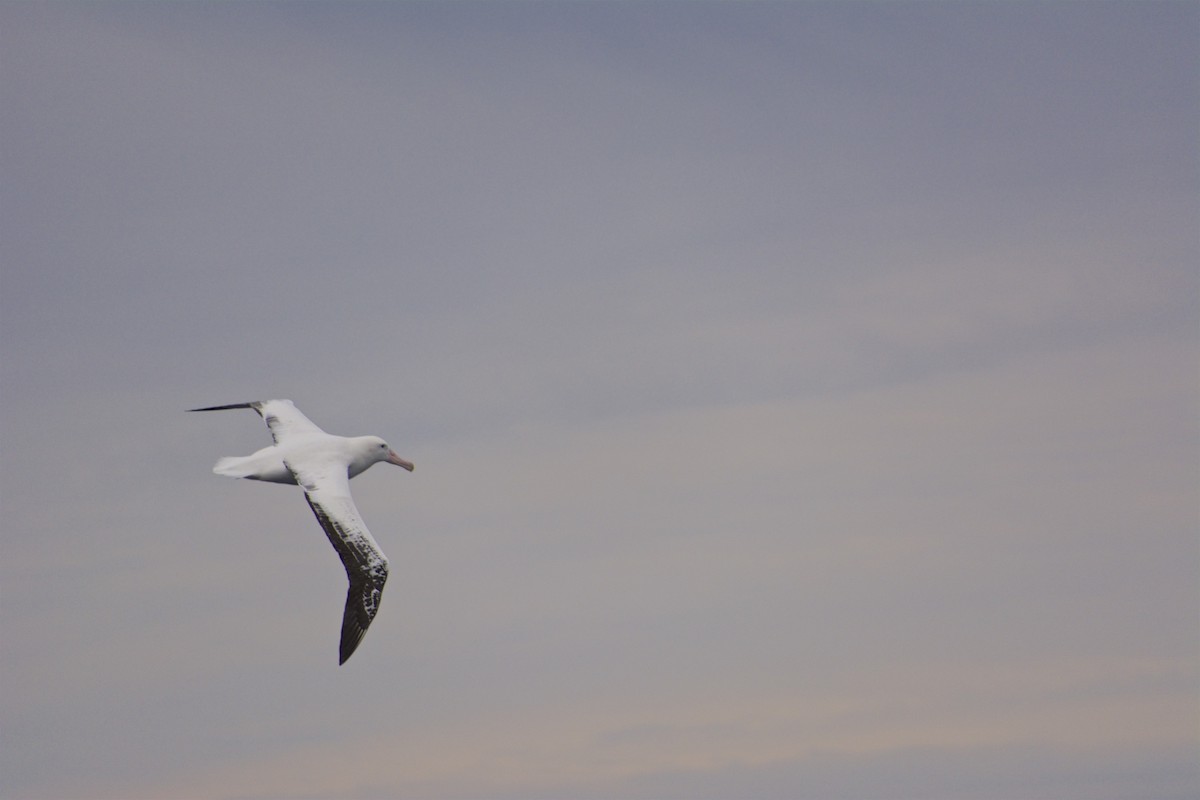 Snowy Albatross - Jean Broadhvest