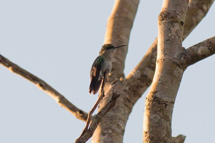 Fork-tailed Woodnymph - Tim Liguori