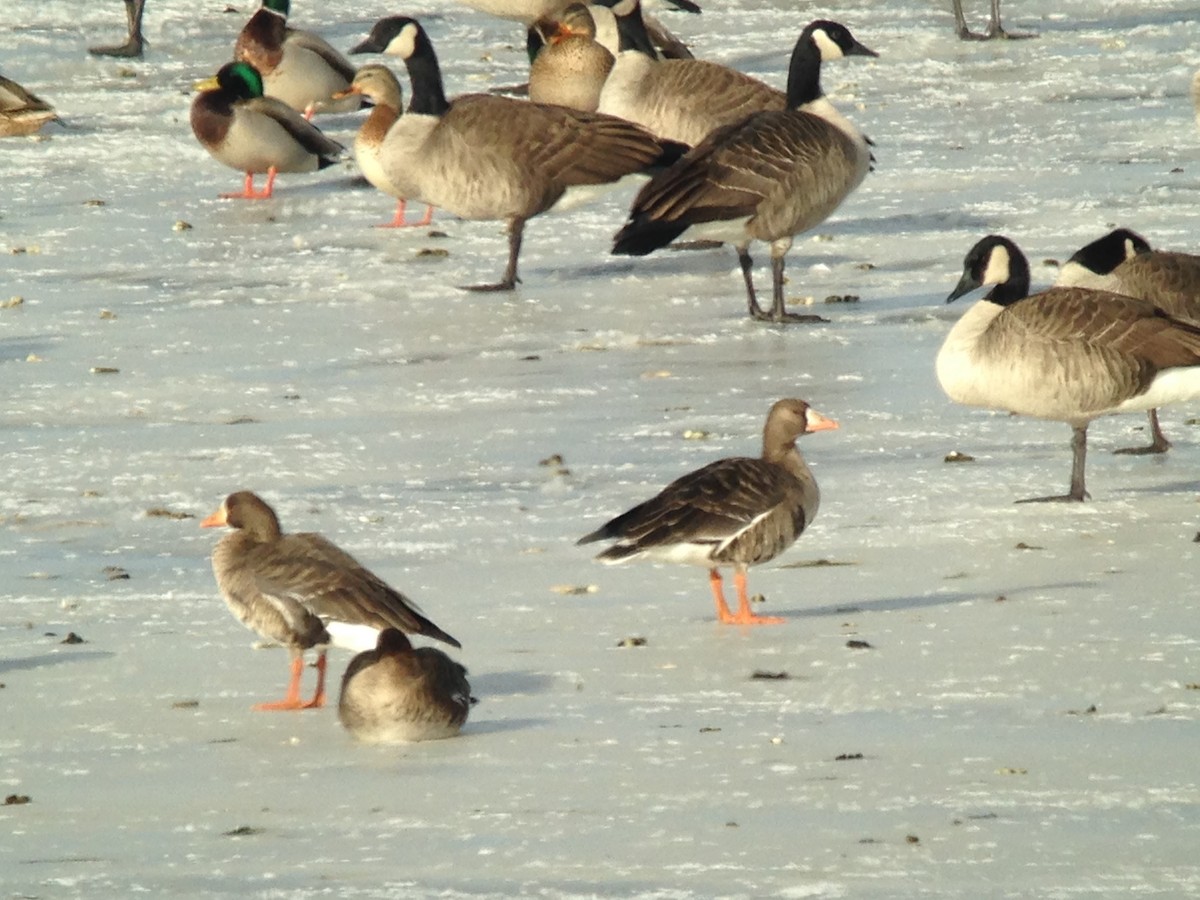 Greater White-fronted Goose - ML68502871