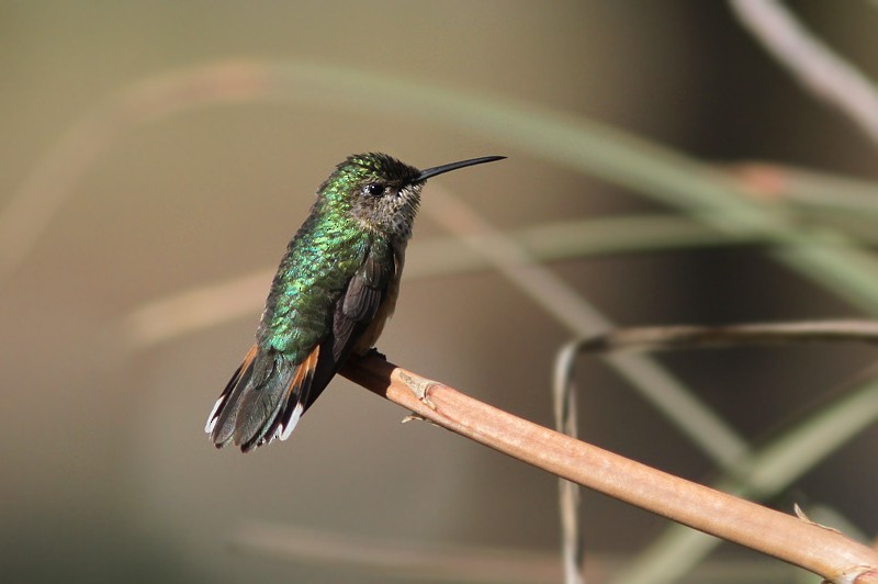 Broad-tailed Hummingbird - Amy McAndrews