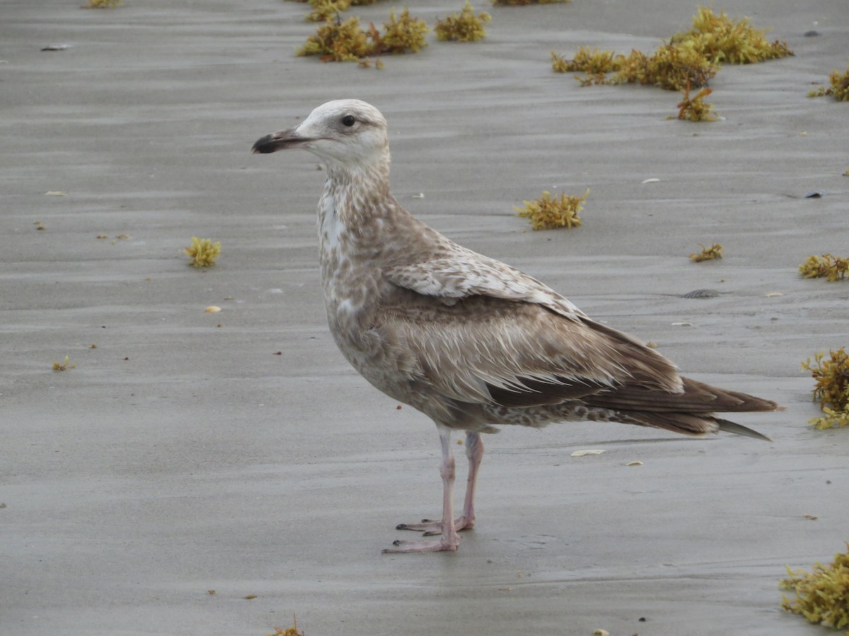 Herring Gull (American) - ML68503071