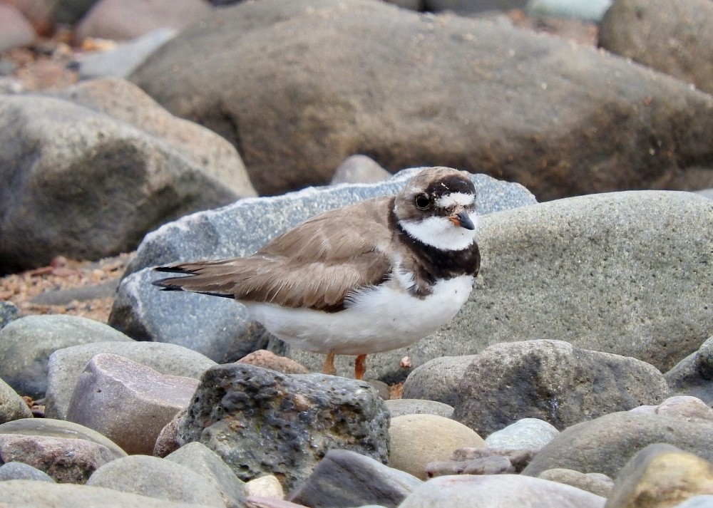 Semipalmated Plover - ML68504081