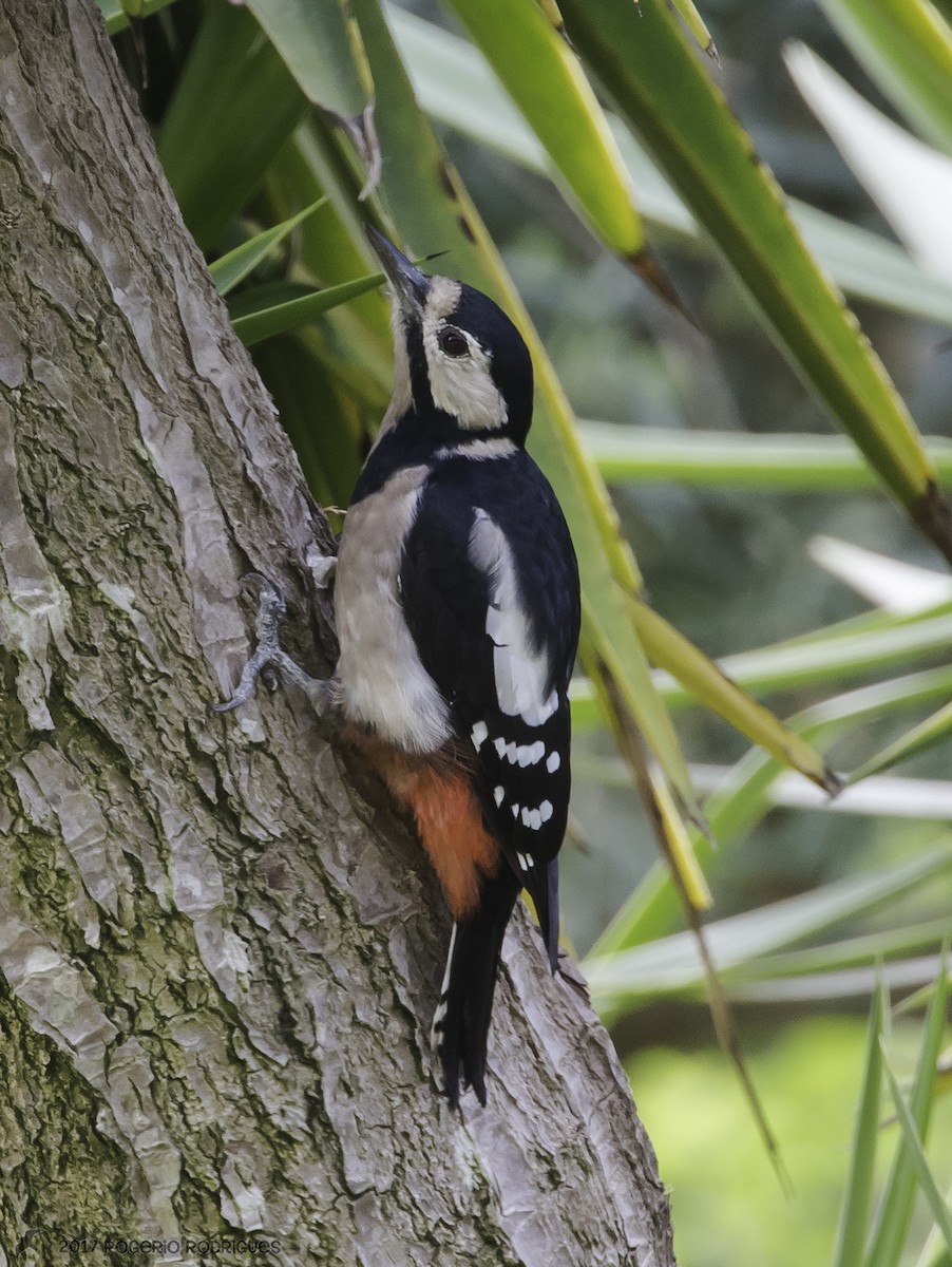 Great Spotted Woodpecker - Rogério Rodrigues