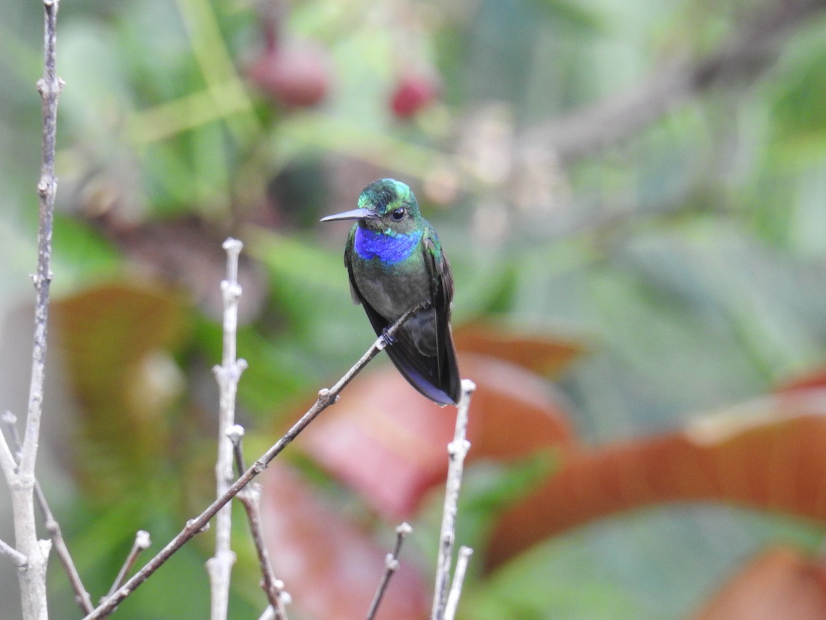 Charming Hummingbird - Euclides "Kilo" Campos