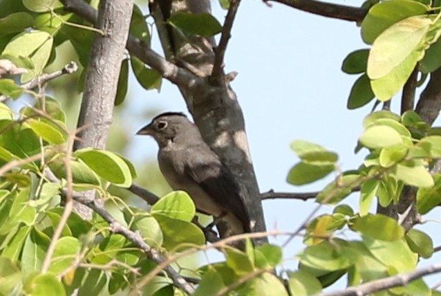 Pileated Finch - ML68506641