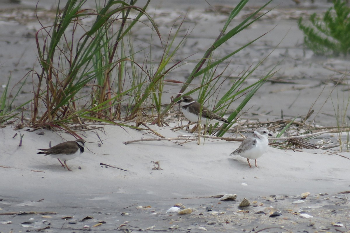Piping Plover - ML68507041