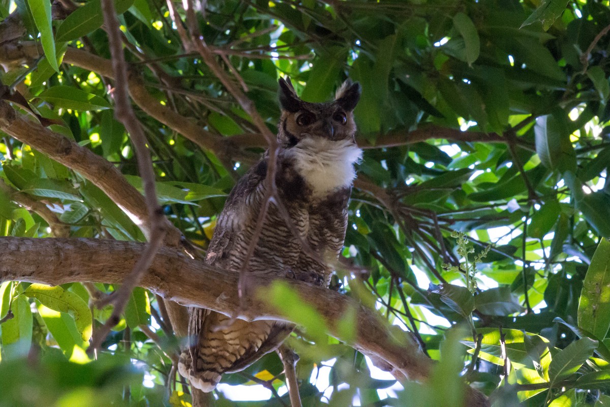 Great Horned Owl - Tim Liguori