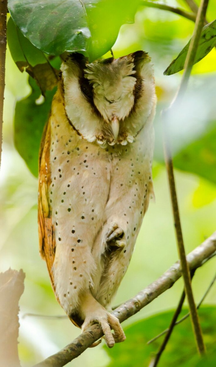 Sri Lanka Bay-Owl - ML68509541
