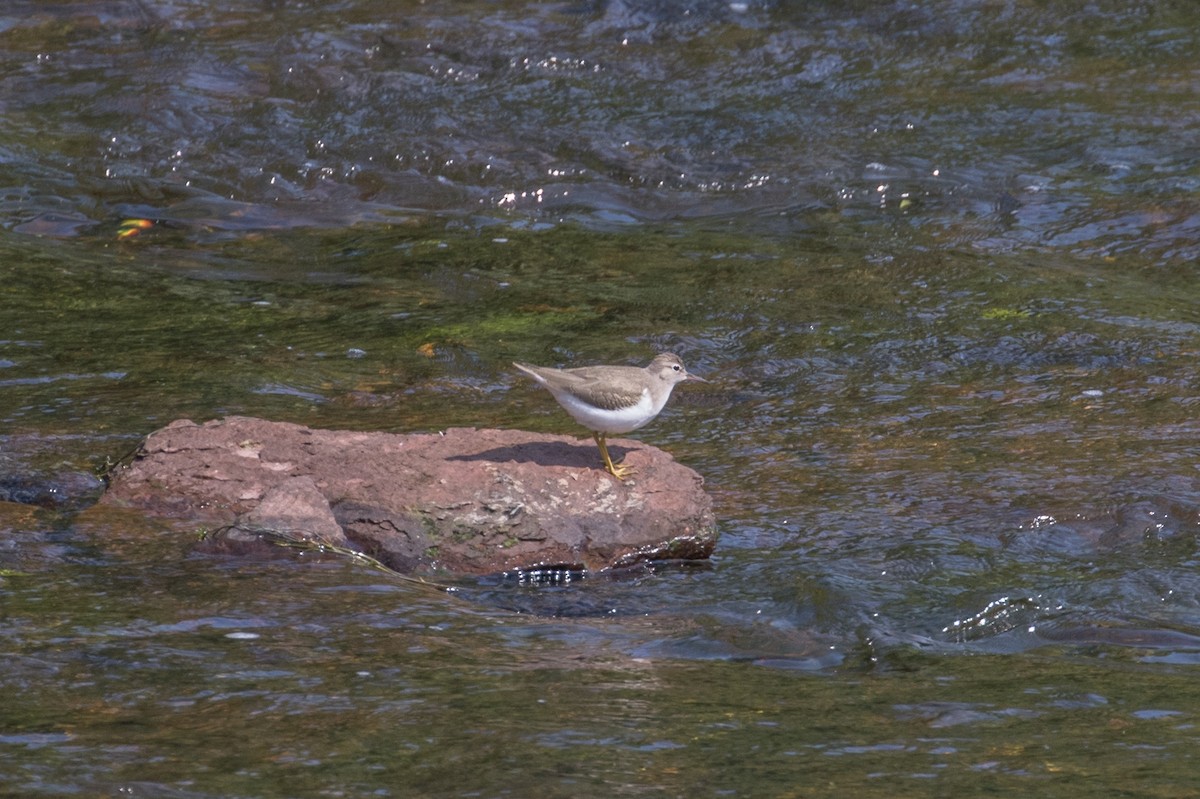 Spotted Sandpiper - Scott Townley
