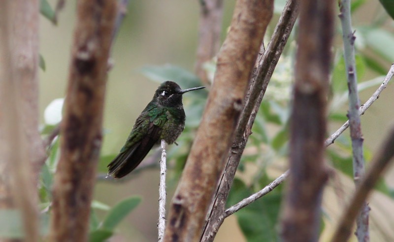 Rivoli's Hummingbird - ML68512121