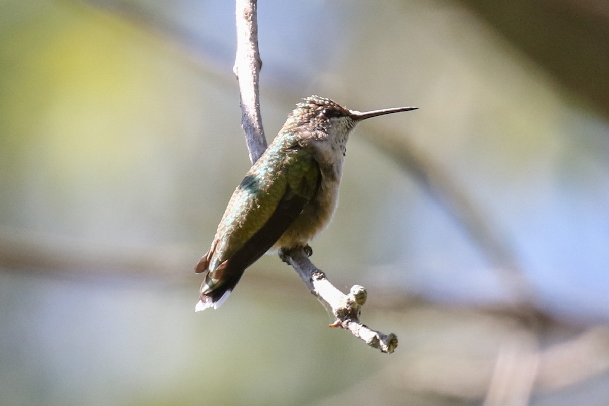 Ruby-throated Hummingbird - ML68512171