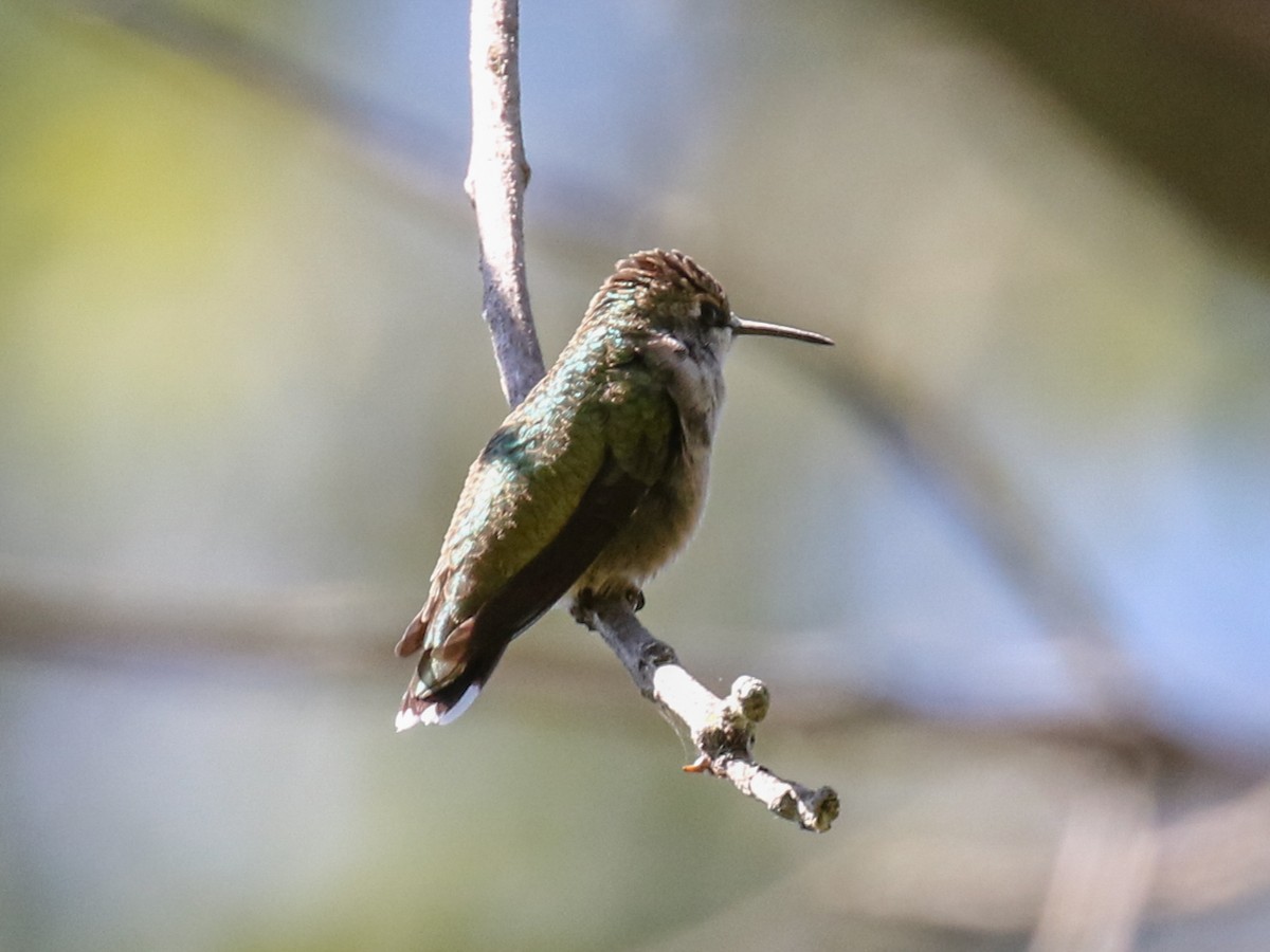 Ruby-throated Hummingbird - Paul Jacyk